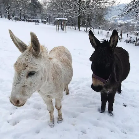 Prázdninový dům Strunks Ahl Haeusje Alken