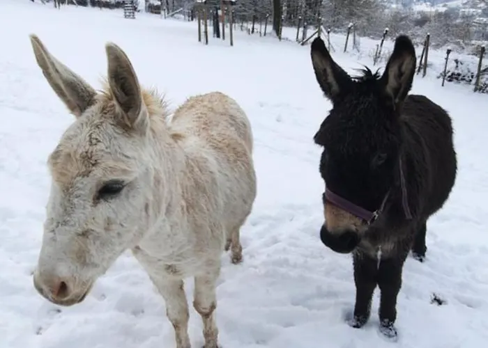 Holiday home Strunks Ahl Haeusje Alken