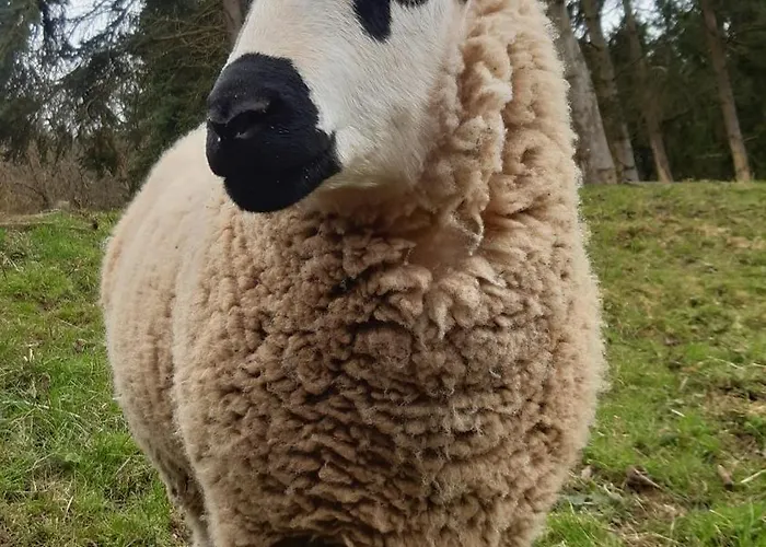 Strunks Ahl Haeusje Holiday home *